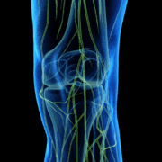 Human knee anatomy with highlighted nerves