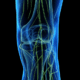 Human knee anatomy with highlighted nerves
