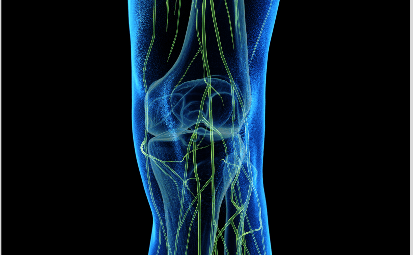 Human knee anatomy with highlighted nerves