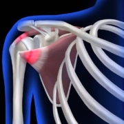 Illustration of the shoulder joint, highlighting its structure and components for anatomical reference.